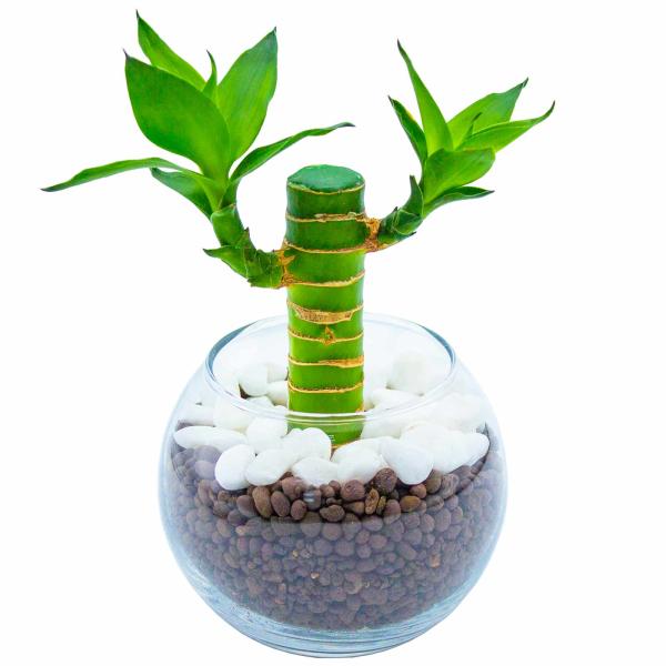 miipas[ミィパス]の小さな観葉植物「ミリオンバンブー」（キングバンブー）は、虫がわきにくいハイドロカルチャー仕様で清潔。初心者でも簡単なお手入れで始められる水耕栽培のスターターキットです。リビングやキッチン、トイレ、オフィスのデスク卓...