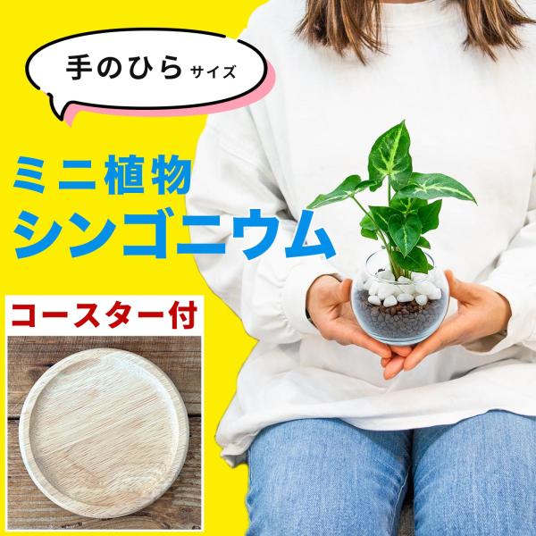 シンゴニウム 小さい観葉植物 本物 ハイドロカルチャー ハートの葉っぱ おしゃれ ミニ 開店祝い 水耕栽培【コースター付き】