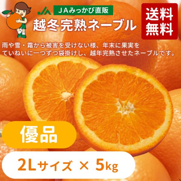 3月上旬発送】みかん 越冬完熟ネーブル 優品 2Lサイズ 8kg箱（内容量