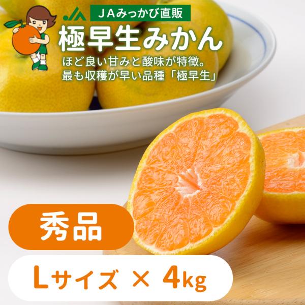 BANDAI - みかん みかん 極早生みかん 秀品 Lサイズ 4kg JAみっかび 産地直送