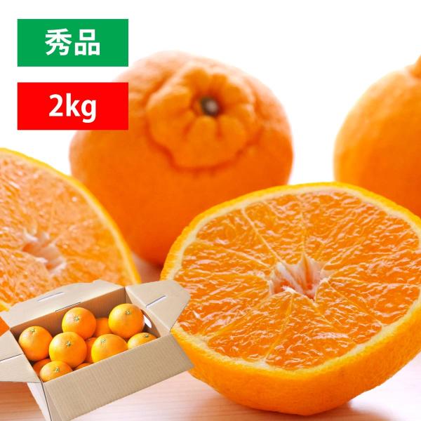 完熟不知火20㎏(家庭用) S2 2025 ご予約開始 ご家庭用 不知火（デコポン）<br>露地栽培の樹