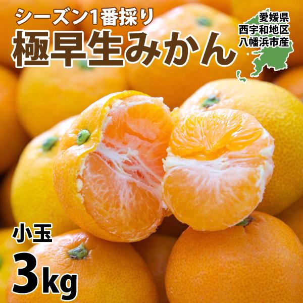 みかん 愛媛 3kg 訳あり ご家庭用 極早生 小玉 小さい ミカン みかん 愛媛 3kg 訳あり ご家庭用 極早生 小玉 小さい ミカン