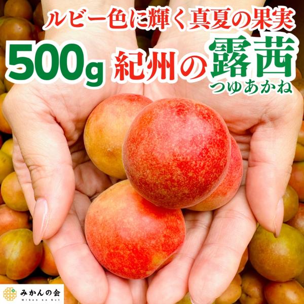 和歌山　露茜　特大　5kg　クール便 変更10kg mikannokai_r-ta-5b