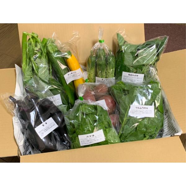 ＜味＞旬の野菜を採ってすぐに発送致します！今の季節はズッキーニ / キュウリ / 万願寺唐辛子 / 松の舞シシトウ / 伏見甘長シシトウ / ミニトマト(アイコ等) / エンツァイ / ツルムラサキ / モロヘイヤ / 中長ナス / 白ナス...