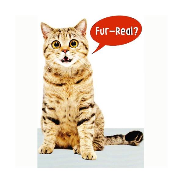 猫 バースデーカード グリーティングカードの人気商品 通販 価格比較 価格 Com