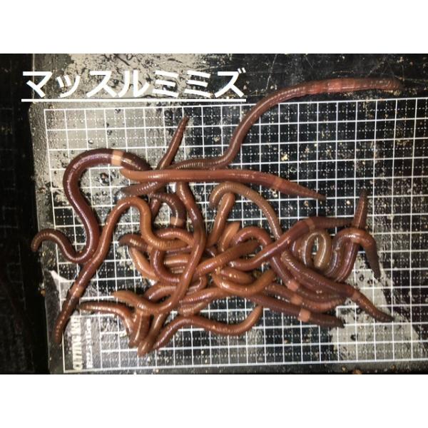 安い餌 ミミズの通販商品を比較 ショッピング情報のオークファン