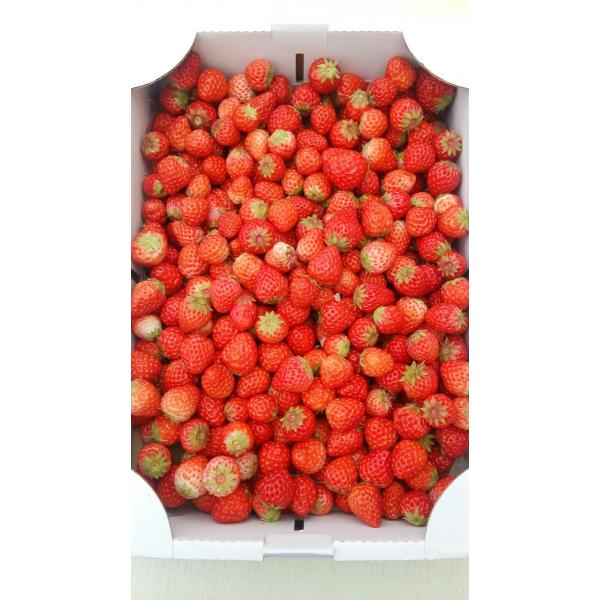 規格外イチゴがたっぷり約1.7kg（6.5パック相当）。加工用、規格外と言っても小粒だったり少し形が変わっているだけなので、勿論生でそのままおいしく頂けます。家族の団らんにどうぞ。ジャムやスイーツ作りにも最適です。基本的に小粒が中心ですが、...