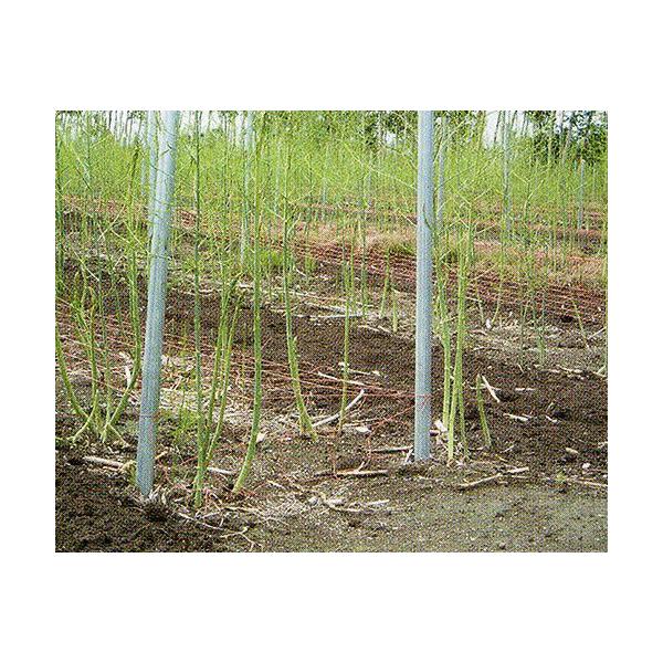 アスパラネット 3目 長さ100m 角目cm 白色 東京戸張 支柱ネット Buyee Buyee 日本の通販商品 オークションの代理入札 代理購入