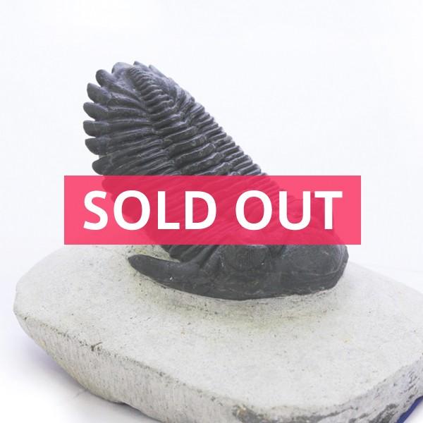 三葉虫モロッコ②Hollardops?ホラドプス モロッコ産三葉虫 Hollardops