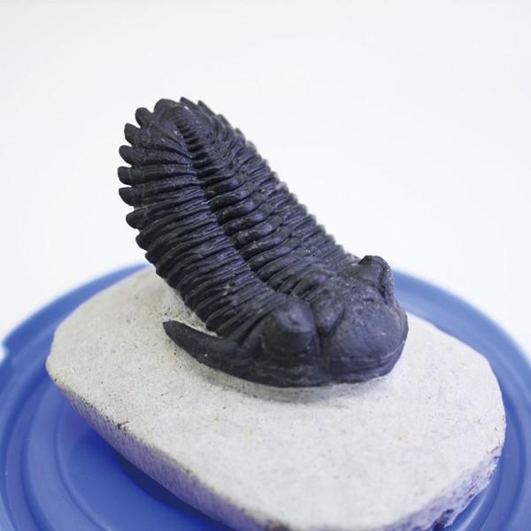 三葉虫モロッコ②Hollardops?ホラドプス 三葉虫 Hollardops ホラドプス