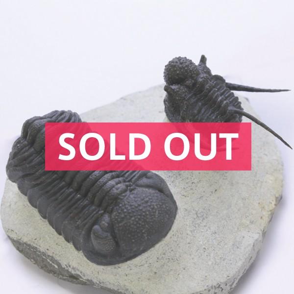 三葉虫 Cyphaspis キファスピス ＆ phacops ファコプス 〈デボン紀