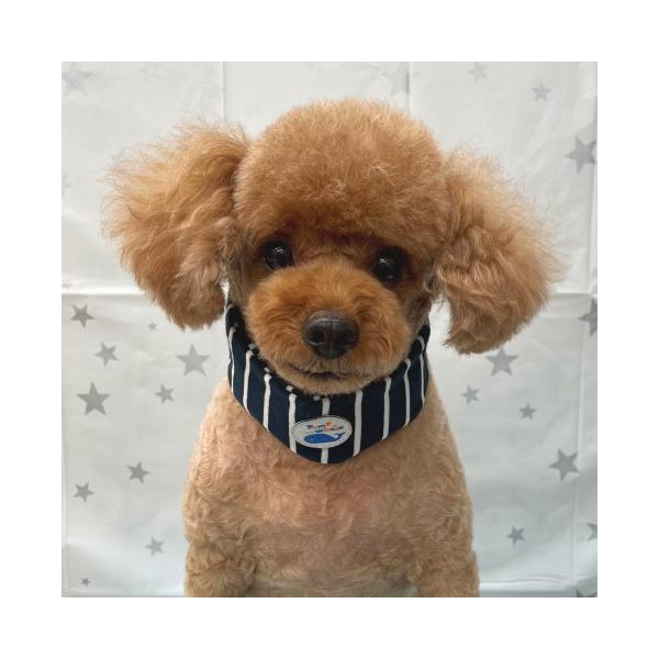 さらっとした質感で見た目も涼しいボーダー柄のクールバンダナ。夏のお出かけ、お散歩・熱中症対策にも有効です。バンダナ生地は接触冷感「ミラキュラスクール」を使用！水滴を吸収し、消臭機能もプラス。保冷剤はカチカチに凍らず、肌あたりの良いシャーベッ...