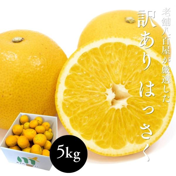 はっさく 5kg 訳あり 八朔 送料無料 ご家庭用 和歌山県産 スレ 汚れ 黒点あり 柑橘 果物 フルーツ ご自宅用