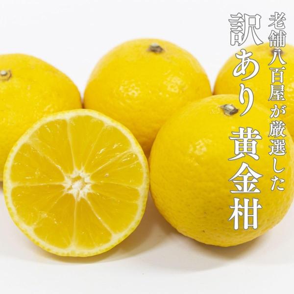 黄金柑 2kg おうごんかん 訳あり 愛媛県産