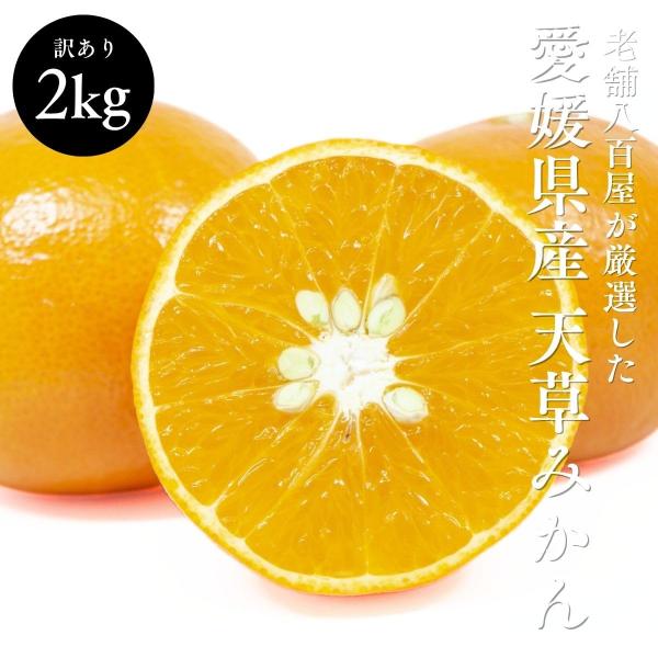 天草みかん 2kg あまくさ 訳あり みかん 愛媛県産 柔らかい