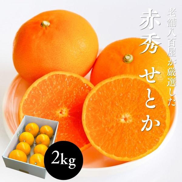 せとか 赤秀 愛媛県産 2kg みかん 柑橘 ギフト