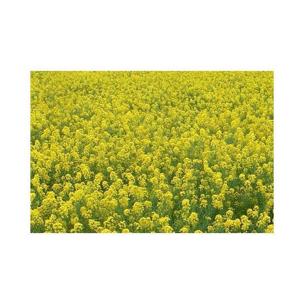 最安値に挑戦 菜種 菜の花 種 たっぷりg 6000粒超 Productor Com Uy