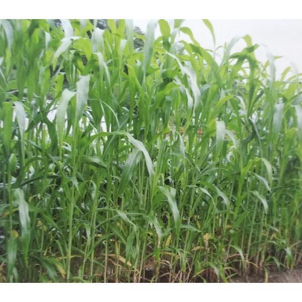 種 牧草の人気商品 通販 価格比較 価格 Com