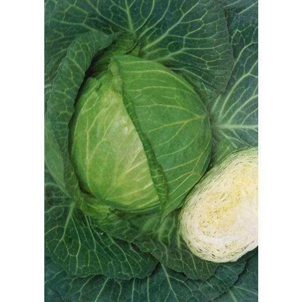 種 キャベツ種の人気商品 通販 価格比較 価格 Com