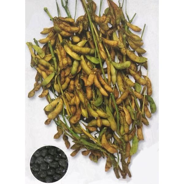 黒 枝豆 種の人気商品 通販 価格比較 価格 Com
