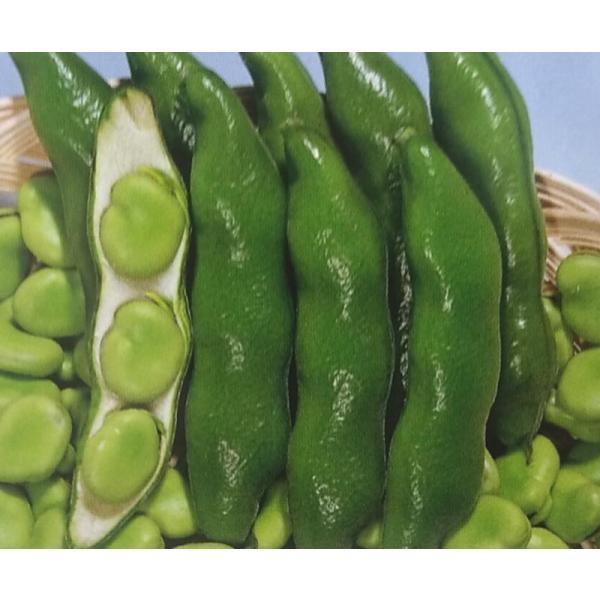 ソラマメ 種 種の人気商品 通販 価格比較 価格 Com