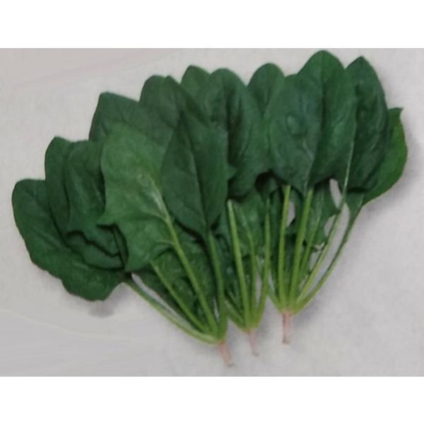 ホウレンソウ 種の人気商品 通販 価格比較 価格 Com