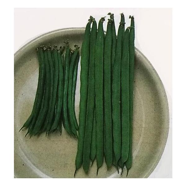 種 インゲンの人気商品 通販 価格比較 価格 Com