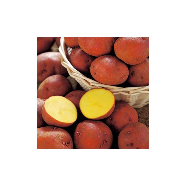 アンデス赤 じゃがいも種芋 1kg サイズ混合 アンデスレッド 春ジャガイモ種芋 春じゃが芋種芋 馬鈴薯種芋 栽培用 Buyee Buyee 日本の通販商品 オークションの代理入札 代理購入