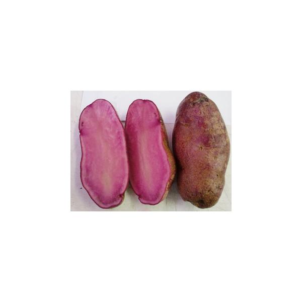 予約販売 12月下旬出荷開始 ノーザンルビー じゃがいも種芋 1kg サイズ混合 春ジャガイモ 馬鈴薯 ばれいしょ 栽培用 Buyee Buyee Japanese Proxy Service Buy From Japan Bot Online