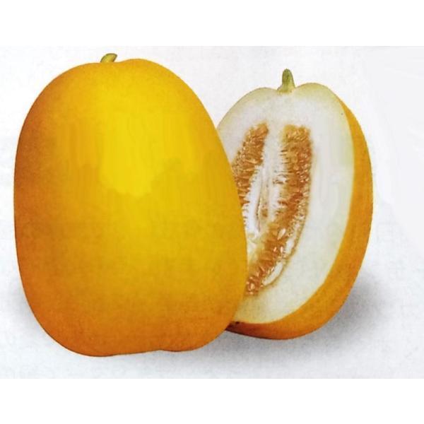 マクワ種 金太郎 70粒 栽培用 種子 まくわうり マクワウリ 真桑瓜 Buyee Buyee Japanese Proxy Service Buy From Japan Bot Online