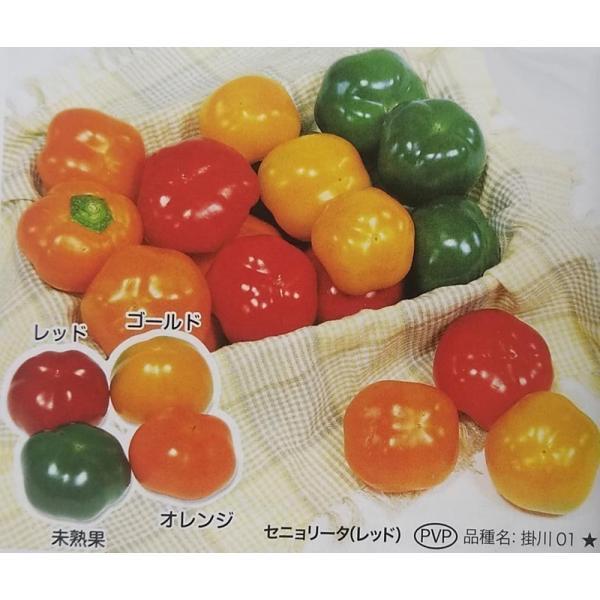 種 パプリカの人気商品 通販 価格比較 価格 Com