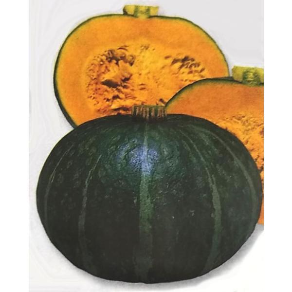 種 かぼちゃの人気商品 通販 価格比較 価格 Com