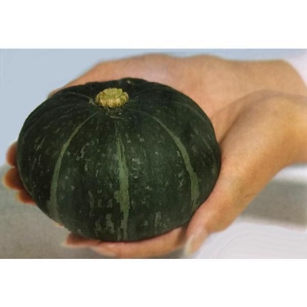 ミニ カボチャ 種の人気商品 通販 価格比較 価格 Com