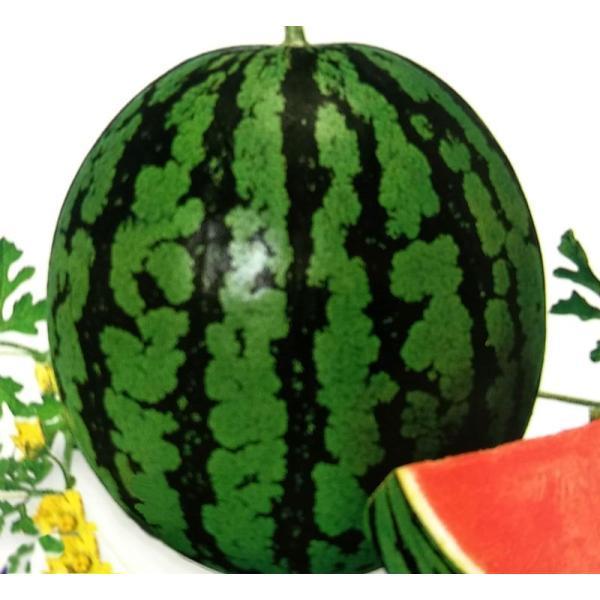すいか 種 みんな探してる人気モノ すいか 種