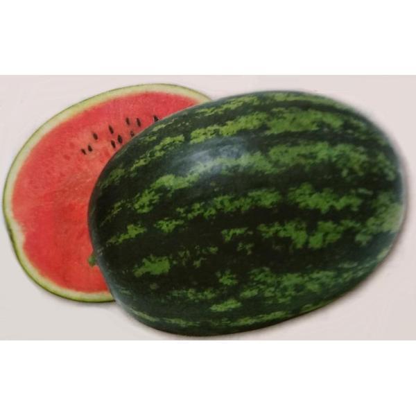 すいか 種 みんな探してる人気モノ すいか 種