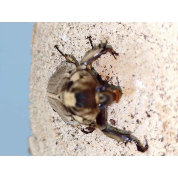 ベルティペスヒナカブト30ミリペア