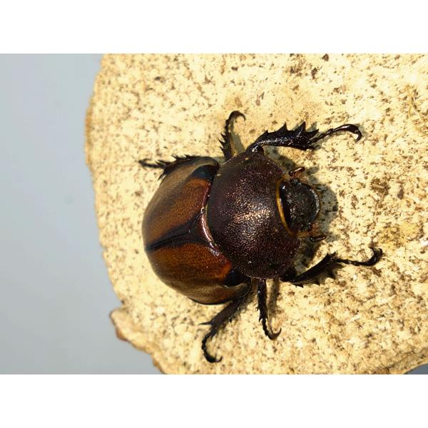 マルガリータヒナカブト38ミリ雌単品その2 : カブクワミツノロ - 通販