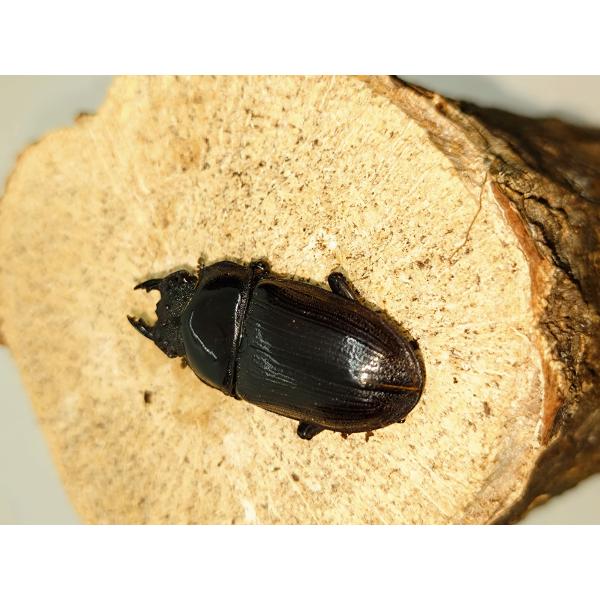 オオクワガタ40ミリメス単品