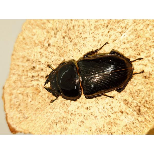 オオクワガタ40ミリメス単品その２