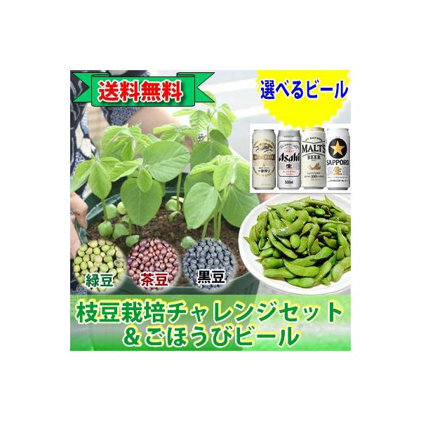枝豆栽培ビールセット選べる銘柄のビール１缶500ml 四葉のクローバーストラップ付き Buyee Buyee 提供一站式最全面最專業現地yahoo Japan拍賣代bid代拍代購服務