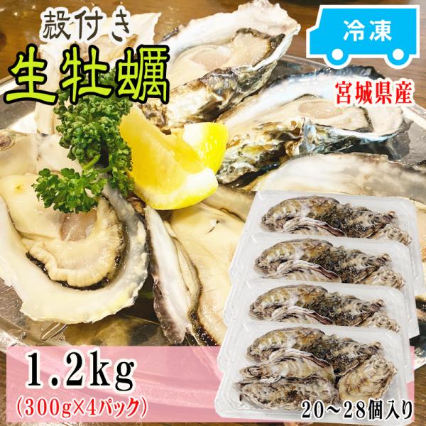 y uԗⓀ WŃ` Y {錧Y 1.2kg 20`28  (300g×4pbN) Ⓚ   kt [Mpy4 {錧Y] ship-sd