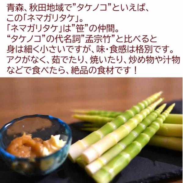 オープニング大放出セール 予約販売 山菜 根曲がり竹 5kg 青森県 白神山地山麓産 天然 冷蔵便 送料無料 産地直送 たけのこ 竹の子 姫竹 細竹 人気絶頂 Nooitmeergrasmaaien Be