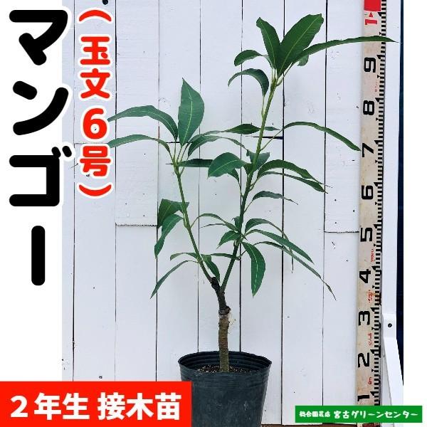 マンゴー苗 接木 6号サイズ (ポポー:マンゴー(接木苗)3.5~4 マンゴー苗 接木 6号サイズ (ポポー:マンゴー(接木苗)3.5~4
