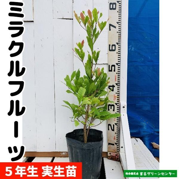 ミラクルフルーツ苗 実生苗 5年生 18cmポット 熱帯果樹苗 Mf1 宮古グリーンセンター 通販 Yahoo ショッピング