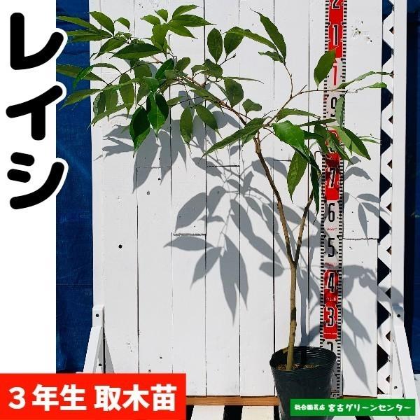 レイシ(ライチ)苗【玉荷包】取木苗 3年生 18~21cmポット 熱帯果樹苗