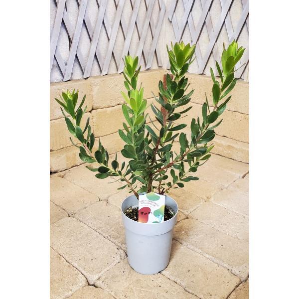 リューカデンドロン サマーサン 高さ約45cm〜約50cm プラ鉢 観葉植物