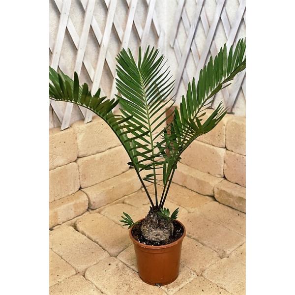 ザミア フロリダーナ高さ約60cm プラスチック鉢 限定品の観葉植物 Buyee Buyee Japanese Proxy Service Buy From Japan Bot Online