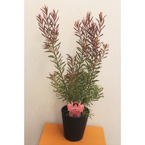 リューカデンドロン ジプシーレッド 高さ約70cm プラ鉢 : みやま園