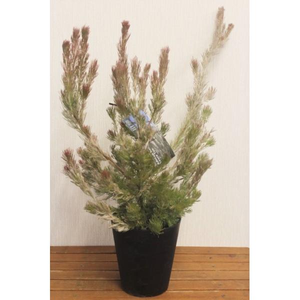 miyamaen-shop_m2201002y