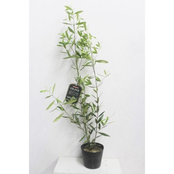 オリーブ ひなかぜ 高さ約90cm 4号ポット鉢 観葉植物 Buyee Buyee Jasa Perwakilan Pembelian Barang Online Di Jepang